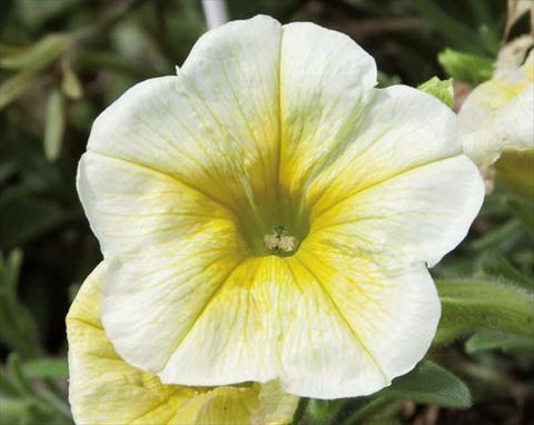Foto de variedad de flores para ser usadas como: Tarrina de colgar / Maceta Petunia hybrida Bonnie Lemon Yellow