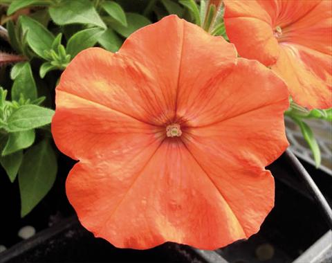 Foto de variedad de flores para ser usadas como: Tarrina de colgar / Maceta Petunia hybrida Bonnie Orange