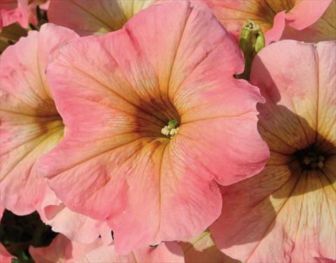 Foto de variedad de flores para ser usadas como: Tarrina de colgar / Maceta Petunia hybrida Bonnie Pink Lemonade