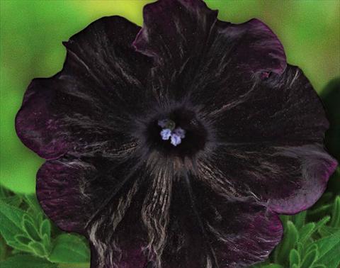 Foto de variedad de flores para ser usadas como: Tarrina de colgar / Maceta Petunia hybrida Bonnie Velvet