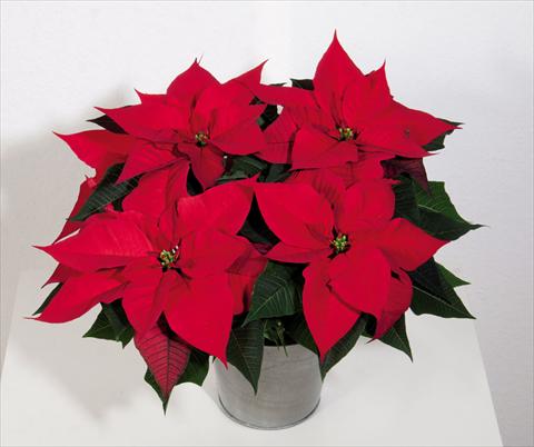 Foto de variedad de flores para ser usadas como: Maceta Poinsettia - Euphorbia pulcherrima Christmas Magic
