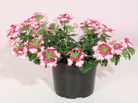 Foto de variedad de flores para ser usadas como: Maceta y planta de temporada Verbena hybrida Bebop® Dark Pink