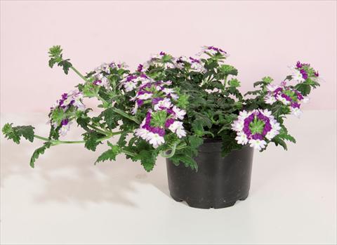 Foto de variedad de flores para ser usadas como: Maceta y planta de temporada Verbena hybrida Bebop® Dark Violet