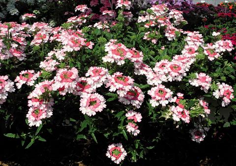 Foto de variedad de flores para ser usadas como: Maceta y planta de temporada Verbena hybrida Bebop® Pink