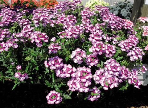 Foto de variedad de flores para ser usadas como: Maceta y planta de temporada Verbena hybrida Bebop® Violet