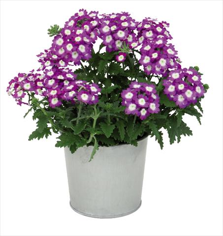 Foto de variedad de flores para ser usadas como: Maceta Verbena hybrida Blues® Dark Violet
