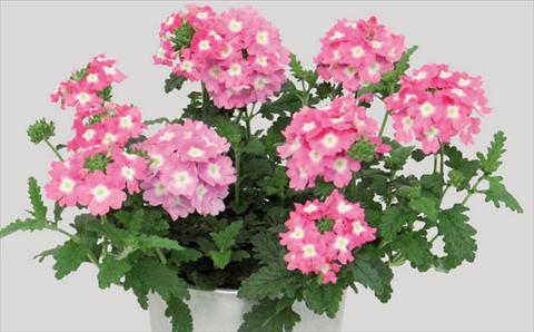 Foto de variedad de flores para ser usadas como: Maceta Verbena hybrida Blues® Pink