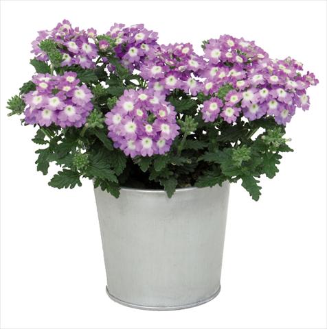 Foto de variedad de flores para ser usadas como: Maceta Verbena hybrida Blues® Sky Blue
