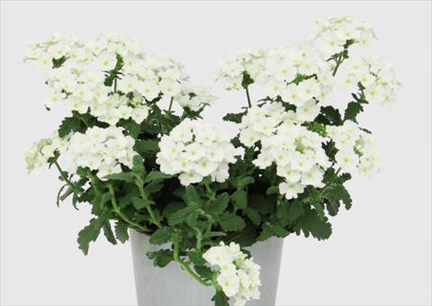 Foto de variedad de flores para ser usadas como: Maceta Verbena hybrida Blues® White