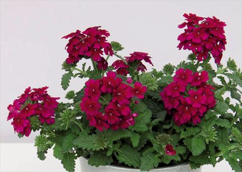 Foto de variedad de flores para ser usadas como: Maceta Verbena hybrida Pop® Burgudy