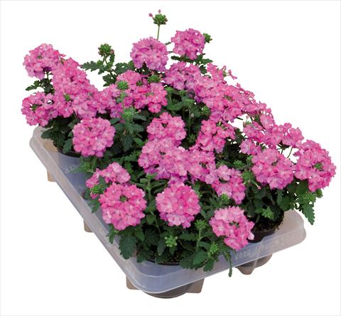 Foto de variedad de flores para ser usadas como: Maceta Verbena hybrida Pop® Dark Pink