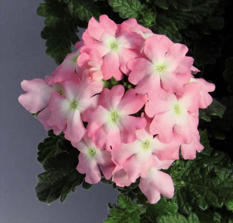 Foto de variedad de flores para ser usadas como: Maceta Verbena hybrida Pop® Light Pink