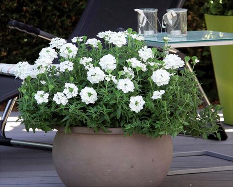 Foto de variedad de flores para ser usadas como: Maceta Verbena hybrida Pop® White