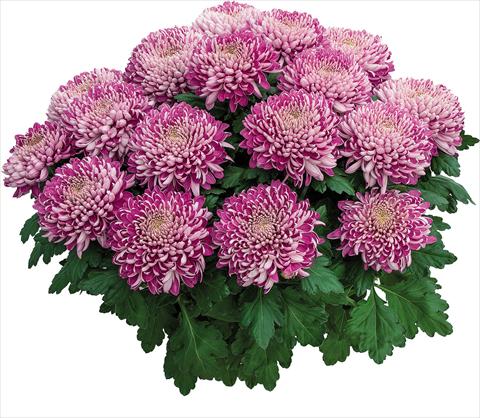 Foto de variedad de flores para ser usadas como: Maceta Chrysanthemum Arobaz Rose