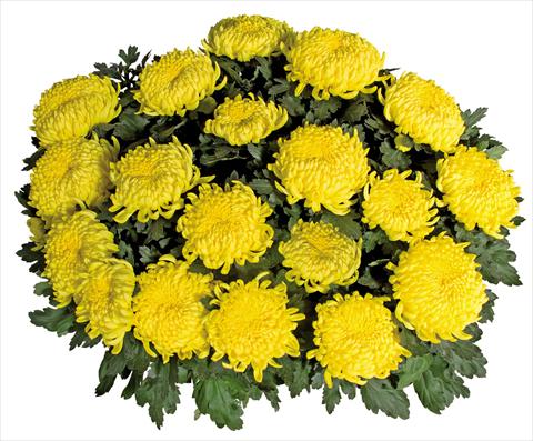 Foto de variedad de flores para ser usadas como: Maceta Chrysanthemum Savona Jaune