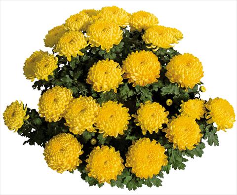 Foto de variedad de flores para ser usadas como: Maceta Chrysanthemum Stabilo Jaune