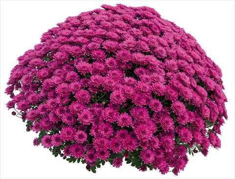 Foto de variedad de flores para ser usadas como: Maceta Chrysanthemum Atol Violet