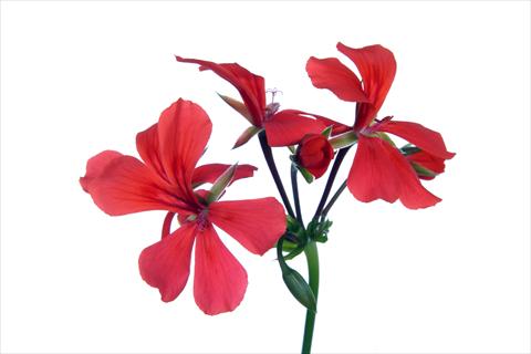 Foto de variedad de flores para ser usadas como: Tarrina de colgar / Maceta Pelargonium peltatum Grand Idols® Orange