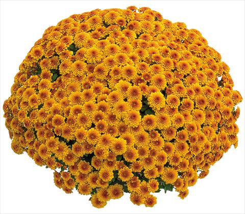 Foto de variedad de flores para ser usadas como: Maceta Chrysanthemum Crisantemo a fiore Piccolo Capri Orange