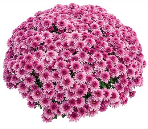 Foto de variedad de flores para ser usadas como: Maceta Chrysanthemum Diva Rose