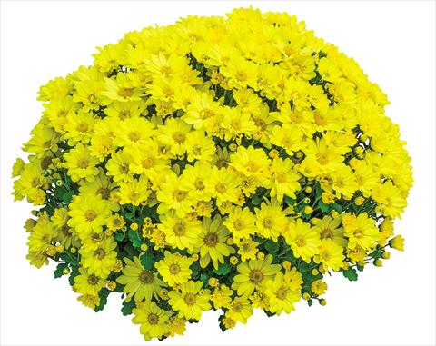 Foto de variedad de flores para ser usadas como: Maceta Chrysanthemum Elys Jaune