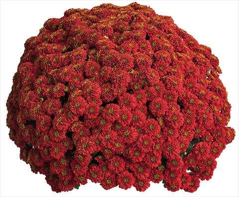 Foto de variedad de flores para ser usadas como: Maceta Chrysanthemum Rafia Rouge