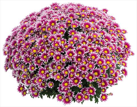 Foto de variedad de flores para ser usadas como: Maceta Chrysanthemum Stela Lilas