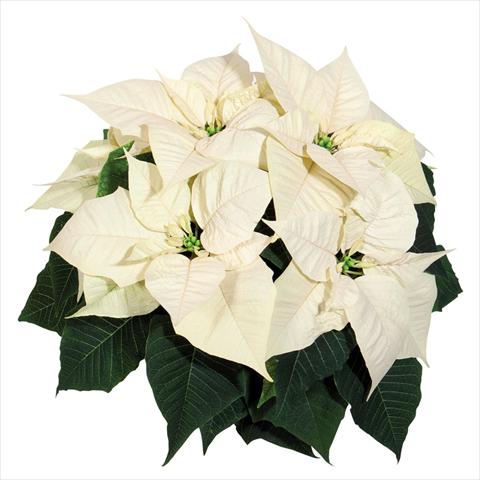 Foto de variedad de flores para ser usadas como: Maceta Poinsettia - Euphorbia pulcherrima Glory White