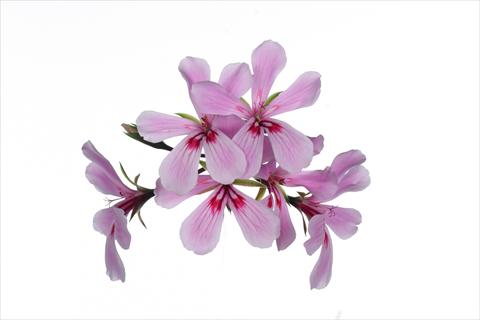 Foto de variedad de flores para ser usadas como: Tarrina de colgar / Maceta Pelargonium peltatum Grand Idols® Pink