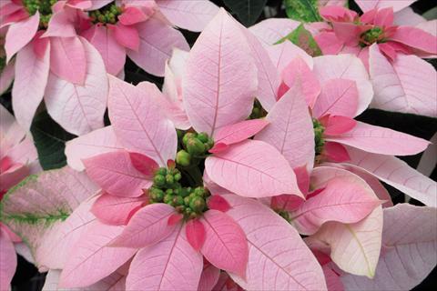 Foto de variedad de flores para ser usadas como: Maceta Poinsettia - Euphorbia pulcherrima Luv U Soft Pink