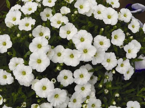 Foto de variedad de flores para ser usadas como: Maceta y planta de temporada Arenaria montana Lana White