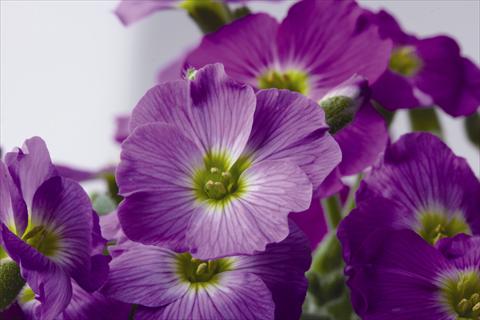 Foto de variedad de flores para ser usadas como: Maceta y planta de temporada Aubrieta Florado Rose