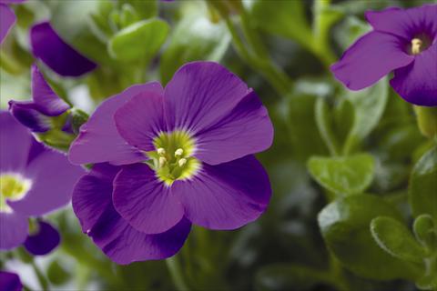 Foto de variedad de flores para ser usadas como: Maceta y planta de temporada Aubrieta gracilis Kitte® Blue