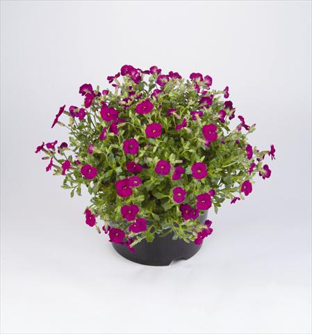 Foto de variedad de flores para ser usadas como: Planta de temporada / borde del macizo Aubrieta hybrida Regado Red