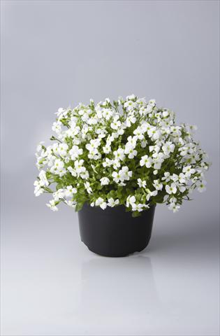 Foto de variedad de flores para ser usadas como: Maceta y planta de temporada Aubrieta hybrida Regado White