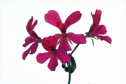 Foto de variedad de flores para ser usadas como: Tarrina de colgar / Maceta Pelargonium peltatum Grand Idols® Purple