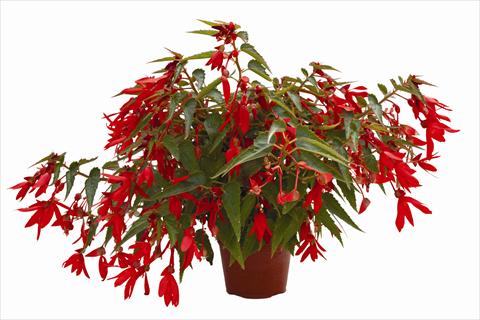 Foto de variedad de flores para ser usadas como: Maceta o cesta de trasplante Begonia boliviensis Bonaparte Red
