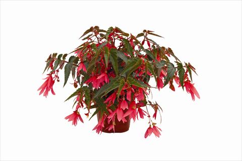 Foto de variedad de flores para ser usadas como: Maceta o cesta de trasplante Begonia boliviensis Bonaparte Rose