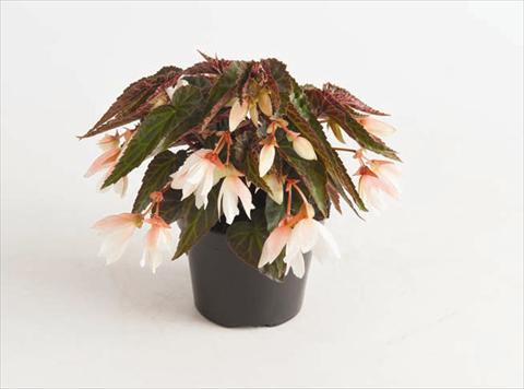 Foto de variedad de flores para ser usadas como: Maceta o cesta de trasplante Begonia boliviensis Bonaparte White