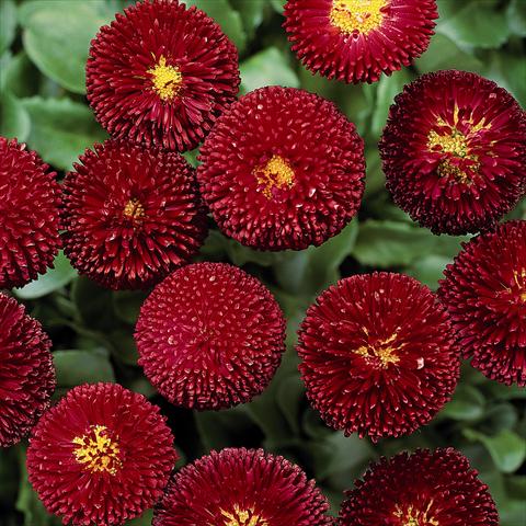 Foto de variedad de flores para ser usadas como: Maceta y planta de temporada Bellis perennis Bellissima Red