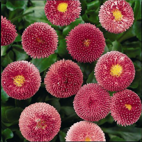 Foto de variedad de flores para ser usadas como: Maceta y planta de temporada Bellis perennis Bellissima Rose