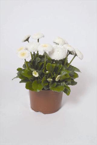 Foto de variedad de flores para ser usadas como: Maceta y planta de temporada Bellis perennis Bellissima White