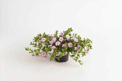 Foto de variedad de flores para ser usadas como: Maceta o cesta de trasplante Calibrachoa hybrida Can-Can® Rosies Light Pink