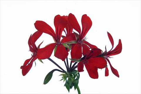 Foto de variedad de flores para ser usadas como: Tarrina de colgar / Maceta Pelargonium peltatum Grand Idols® Red