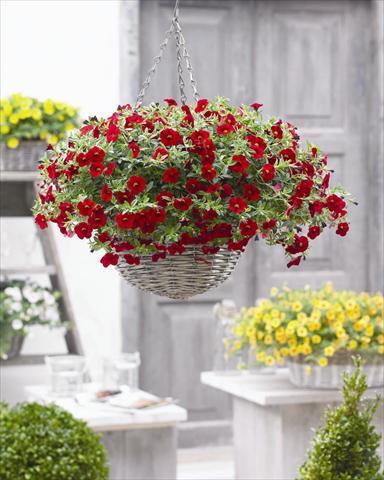 Foto de variedad de flores para ser usadas como: Maceta o cesta de trasplante Calibrachoa hybrida Cabaret™ Bright Red 2012