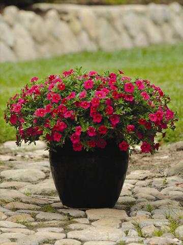 Foto de variedad de flores para ser usadas como: Maceta o cesta de trasplante Calibrachoa hybrida Cabaret™ Cherry Rose