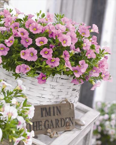 Foto de variedad de flores para ser usadas como: Maceta o cesta de trasplante Calibrachoa hybrida Cabaret™ Light Pink