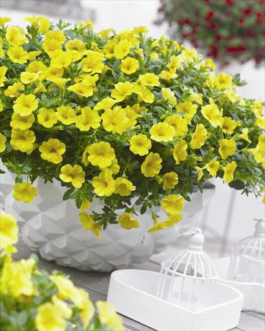 Foto de variedad de flores para ser usadas como: Maceta o cesta de trasplante Calibrachoa hybrida Cabaret™ Pure Yellow