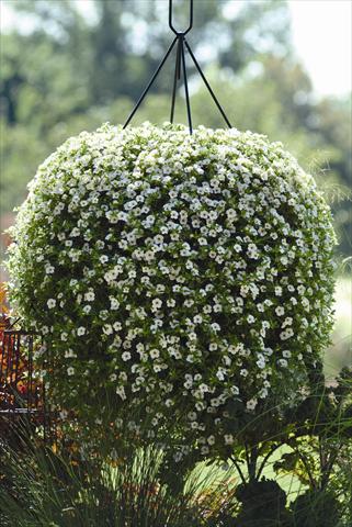 Foto de variedad de flores para ser usadas como: Maceta o cesta de trasplante Calibrachoa hybrida Cabaret™ White Improved