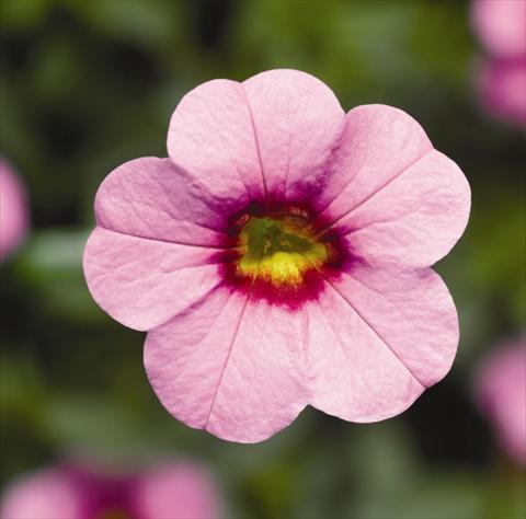 Foto de variedad de flores para ser usadas como: Maceta o cesta de trasplante Calibrachoa hybrida Can-Can® Pink With Eye
